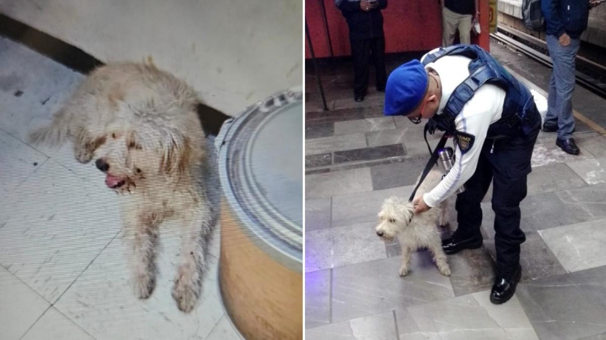 ¡Estaba perdido y asustado! Rescatan a perrito en la Línea 5 del Metro CDMX