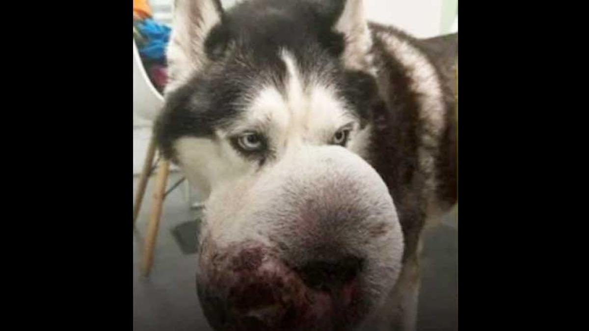 Conoce a 'Rex', el husky siberiano que ningún veterinario quería operar