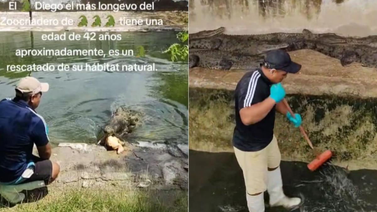 VIDEOS | Hombre que trabaja lavando estanques con cocodrilos se viraliza por su valentía