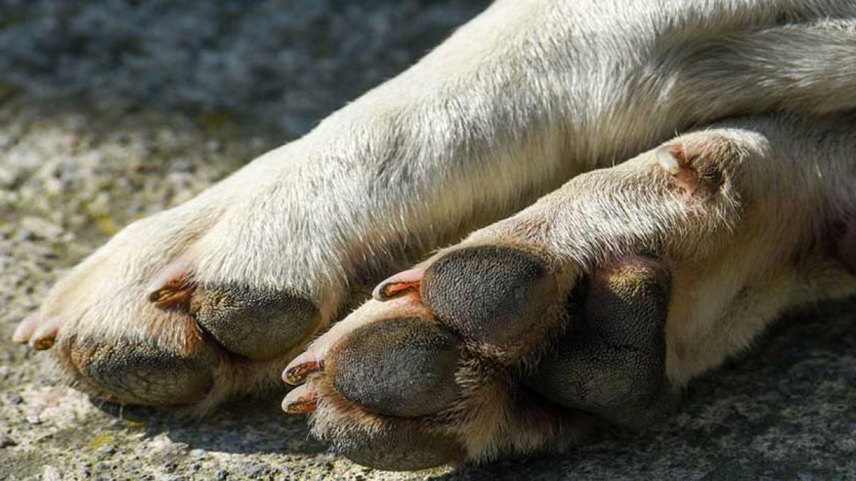 Atan y matan a golpes a 'Kuko', perro guía de un adulto con discapacidad en Nicolás Romero, Edomex │ VIDEO