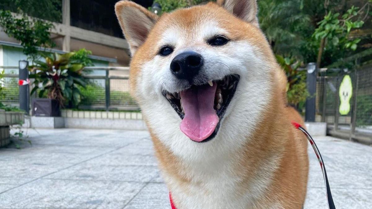 'Su sonrisa lo era todo': Así despiden a Cheems, el perrito más viral de Internet, tras la noticia de su muerte