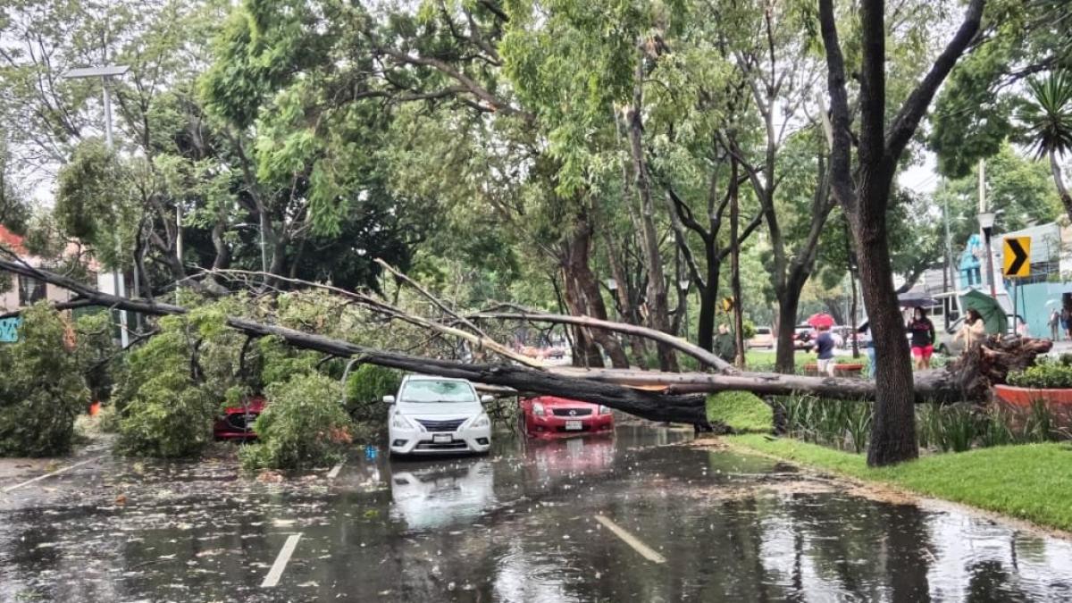 FOTOS | Fuertes lluvias provocan la caída de árboles en Coyoacán