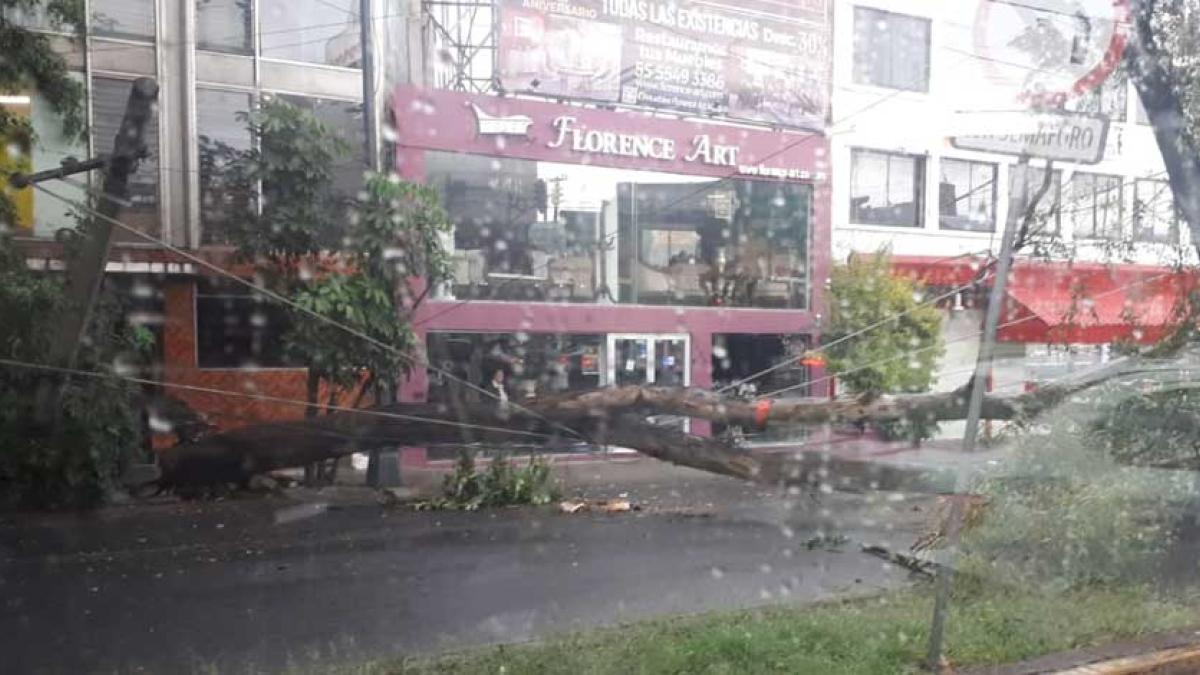 Lluvias CDMX: Árboles caen sobre vías del tren ligero en Tlalpan; afectan cableado