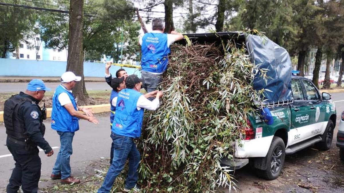 Alcaldía Coyoacán atiende emergencia por lluvias y ráfagas de viento atípicas