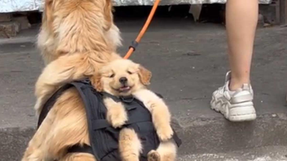 'Me desmayo de amor': 'Lomito' carga a cachorro cuando salen a la calle