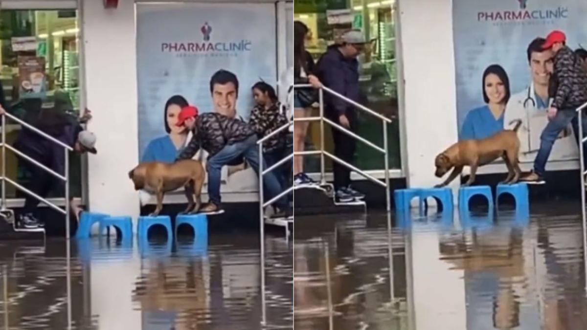 VIDEO | Comerciantes le ayudaron a un perrito para que pasara sin mojarse; hicieron un puente