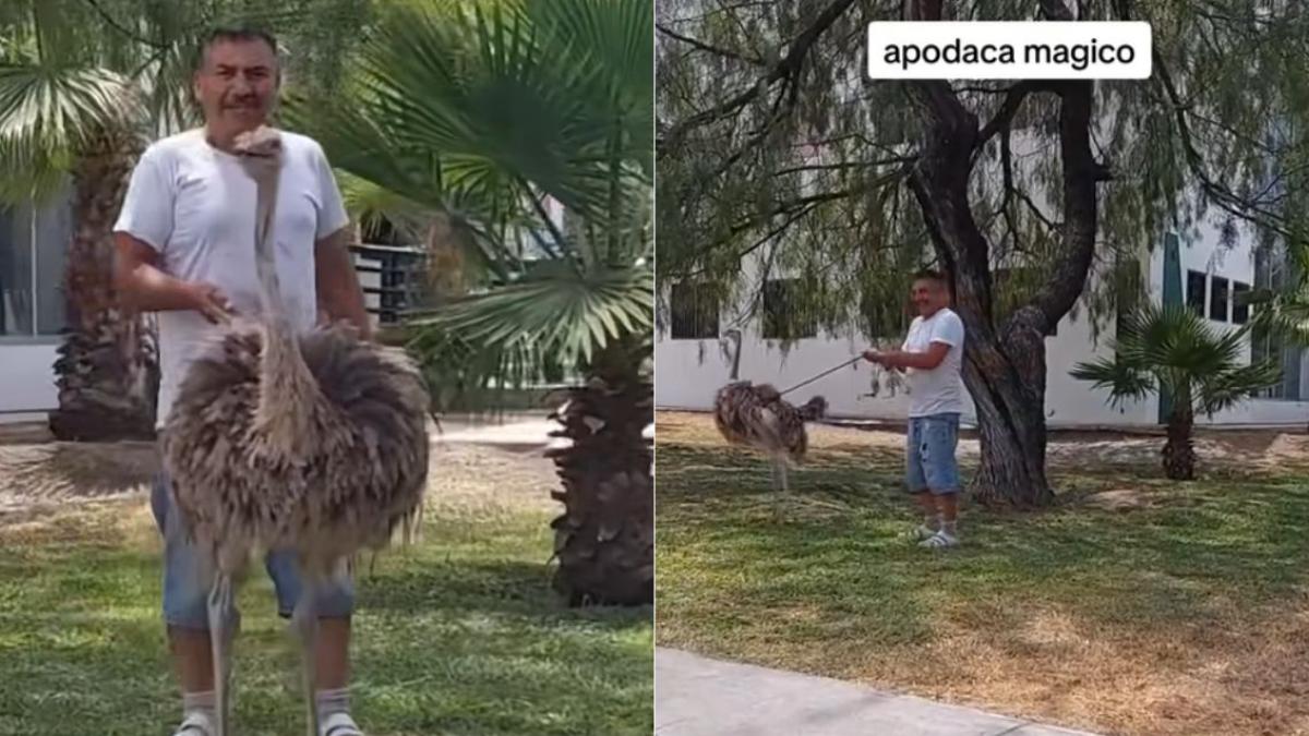 VIDEO | Un hombre saca a pasear a su avestruz; "que bonito su perro", le bromean