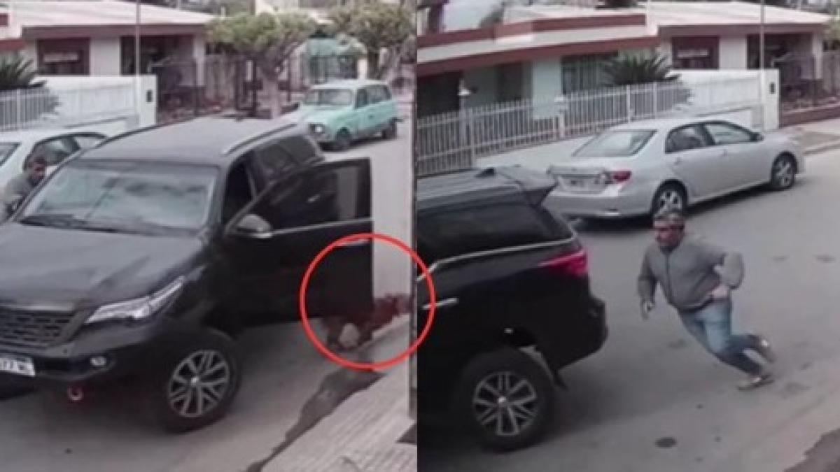 VIDEO. 'El perro Toreto no exis..': Perrito estrella la camioneta de su dueño contra un muro