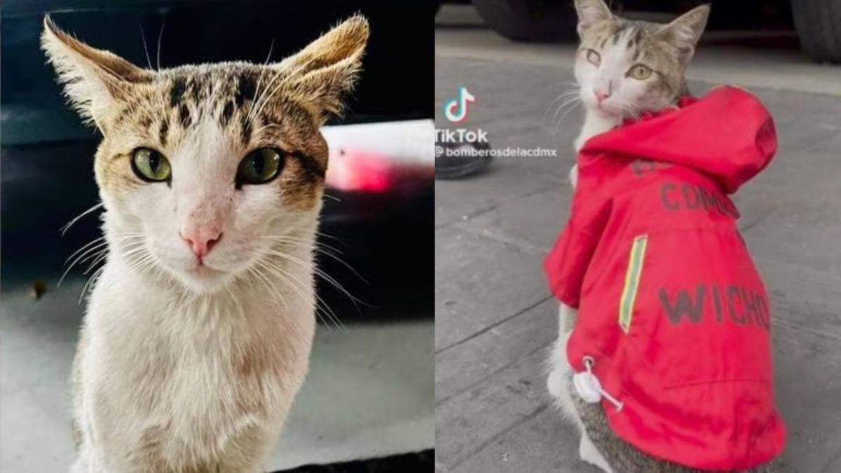 Muere Wicho, el gatito que era parte del equipo de Bomberos de la CDMX