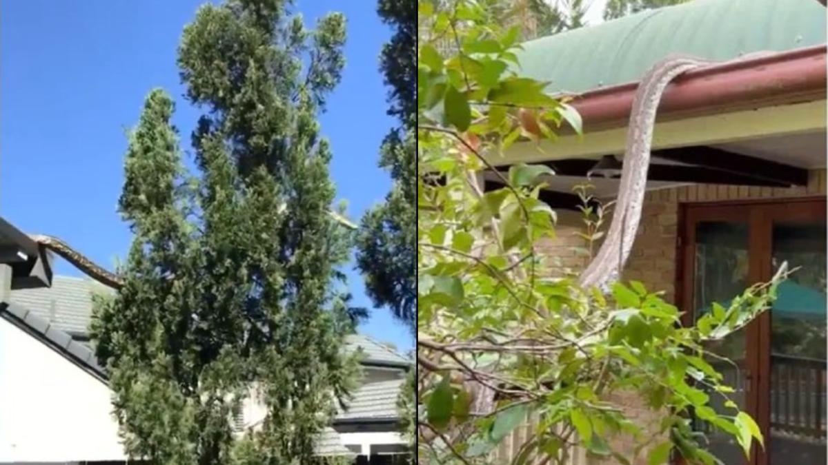 VIDEO. Graban a pitón gigante paseándose por el techo de una casa