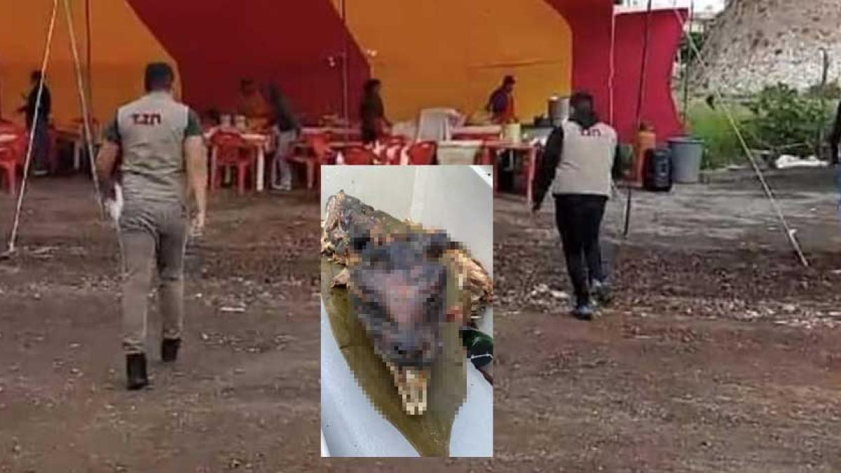 ¿Son de 'guaguacoa'?: Clausuran puesto de tacos tras hallar supuesto cráneo de perro