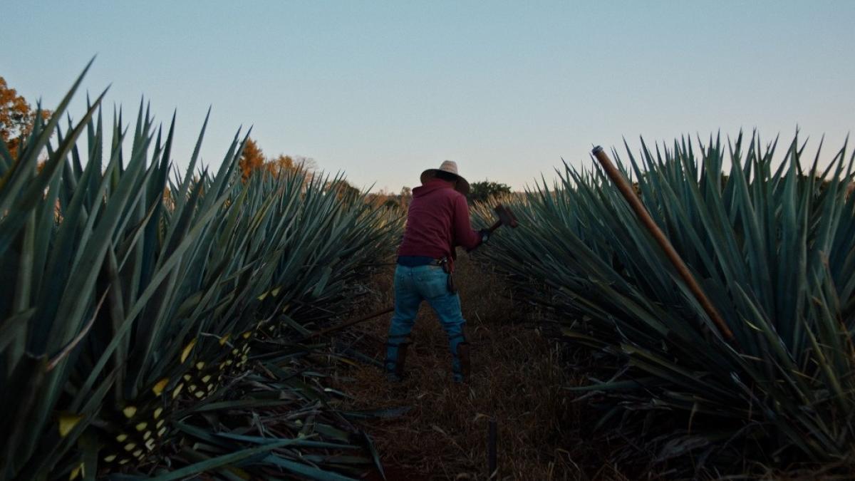 Dos Estaciones, cine mexicano que sabe destilar tequila