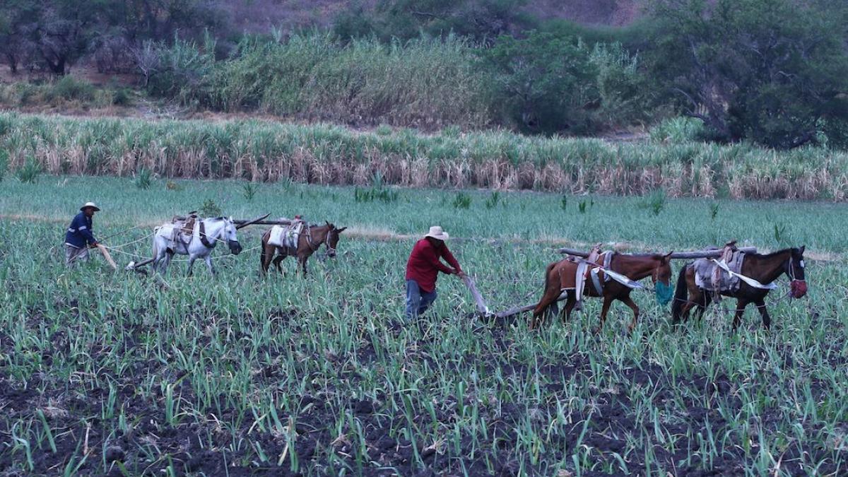 Abandonan tierras de siembra por inseguridad y vejez de dueños