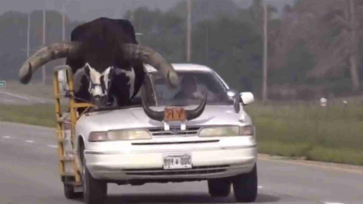 VIDEO | Detienen a un hombre por llevar a un gran TORO... ¡Como su copiloto!