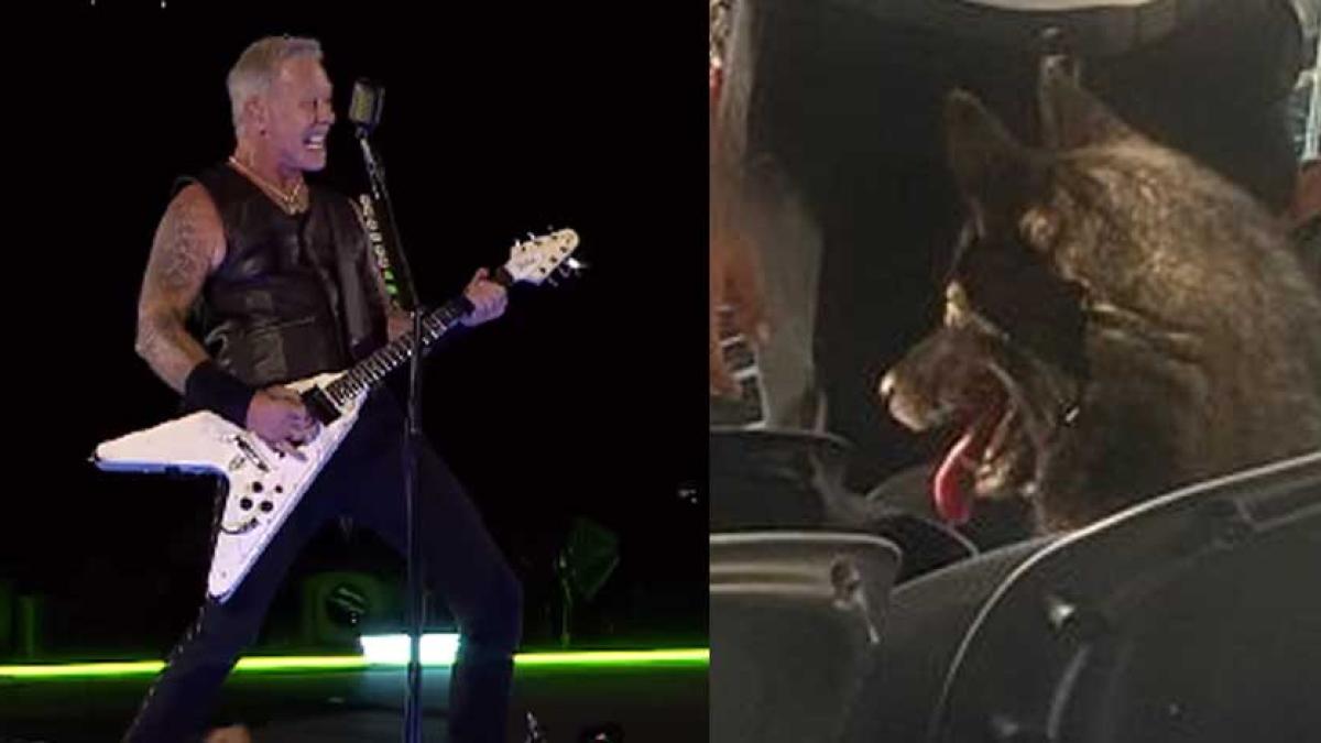 'Lomito' amante del metal escapa de su casa para asistir a concierto 'perrón' de Metallica