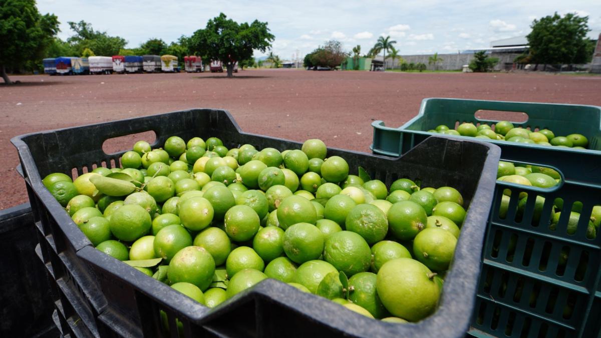 Profeco desmiente alza de 80 pesos por kilo de limón; son ‘puras mentiras’ de los medios