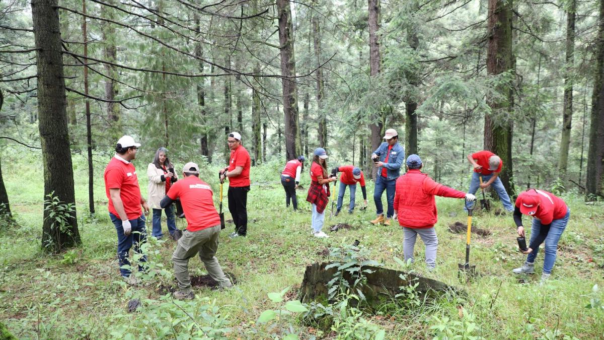 ANPACT y sus afiliados dan un paso verde: reforestación en su agenda