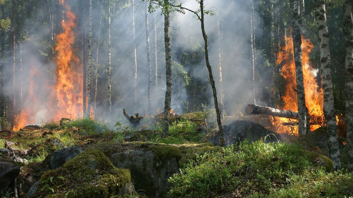 Incendios arrasan lo de mil 314 Bosques de Chapultepec