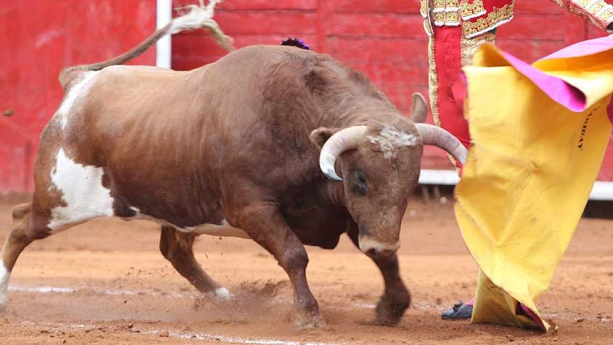 Penas de cárcel para organizadores y asistentes a corridas de toros, plantea diputada del PT