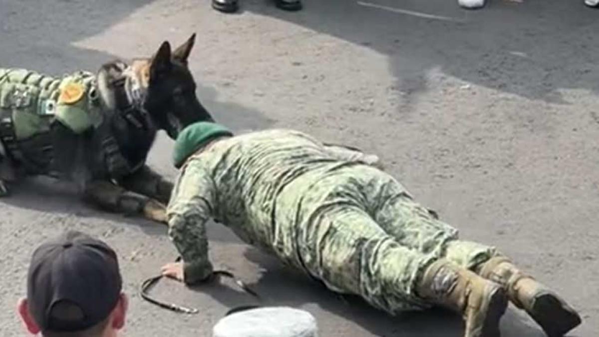 'Se pone fuerte para protegernos'; Así se ejercita un 'lomito' del Ejército Mexicano previo a desfile militar │ VIDEO