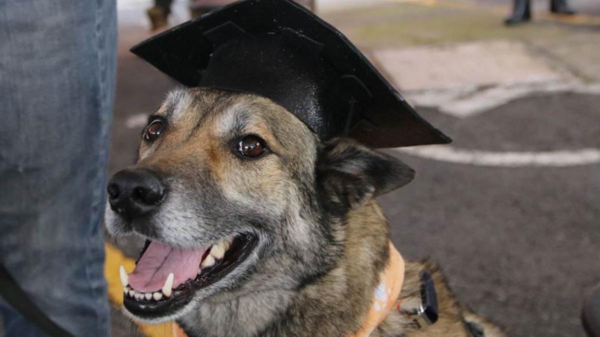 Alfa González encabeza la graduación de 20 perros rescatistas en Tlalpan