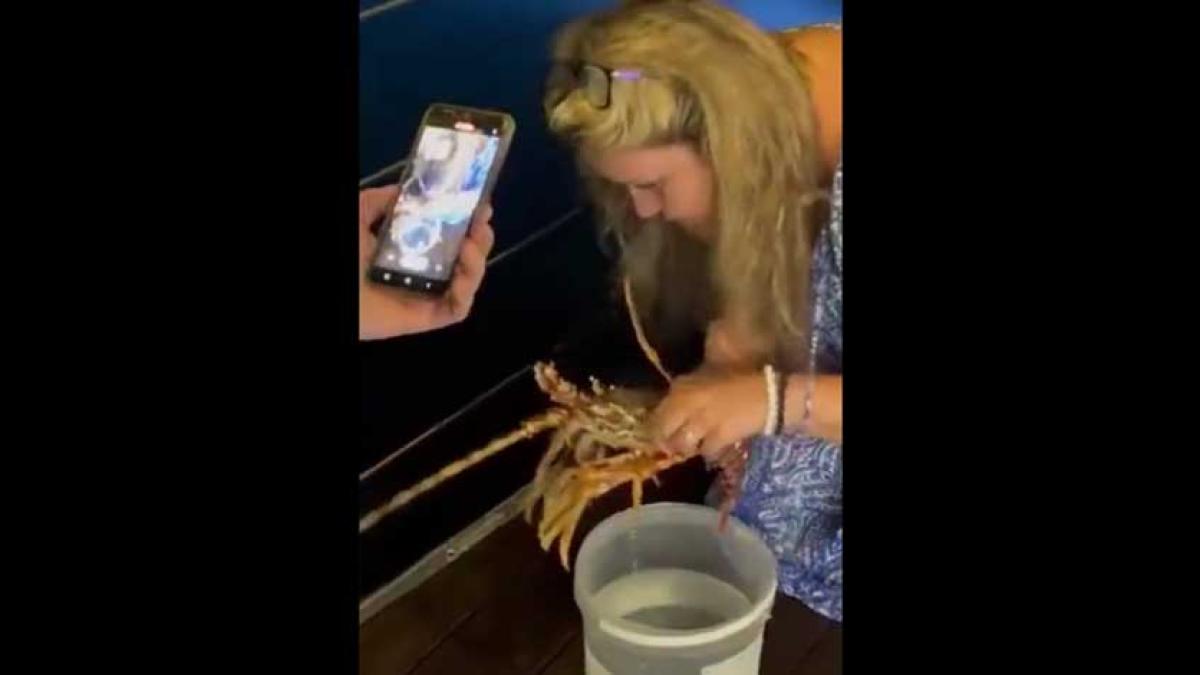 La increíble acción de una turista tras comprar costosa langosta en restaurante para liberarla en el mar │ VIDEO