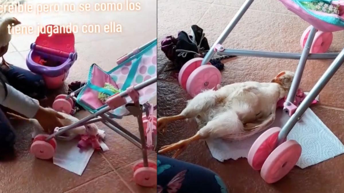 VIDEO | Niña juega con pollitos como si fueran muñecas y causa polémica en TikTok