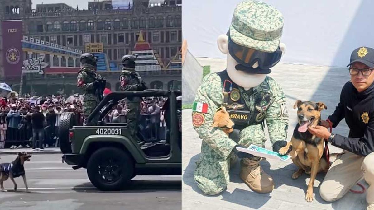 'Lomito' callejero que robó miradas durante desfile militar, ¡ahora es 'Cadete'! │ FOTOS