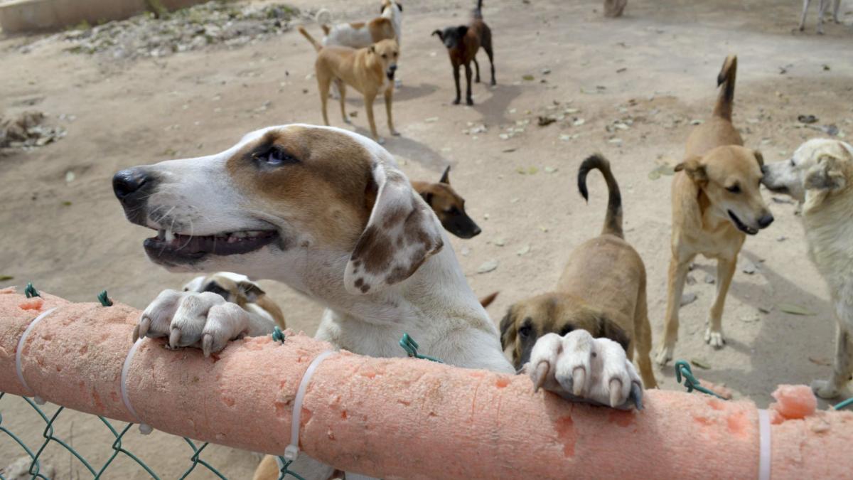 Hallan cachorros muertos en el congelador de una casa; mujer tenía decenas de perros maltratados