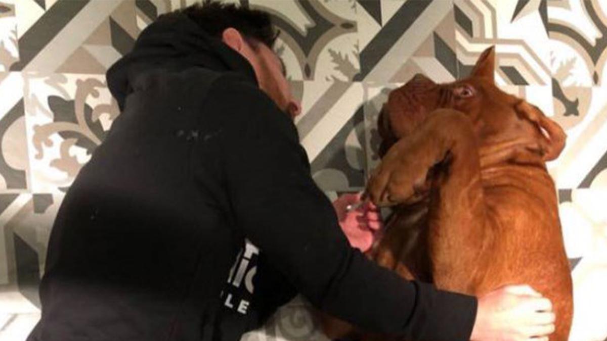 Hulk el perro de Lionel Messi que no puede viajar a Miami por una triste razón