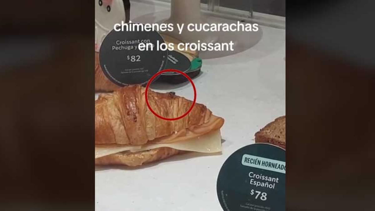 'Proteína extra': Cucarachas 'pasean' entre alimentos de aparador en un Starbucks │ VIDEO