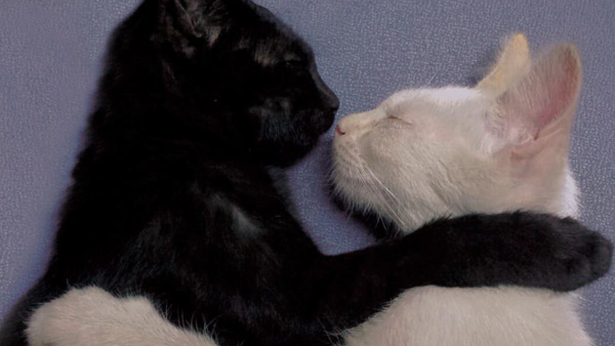 La cruel práctica por la que NO DEBES dar en adopción gatitos negros y blancos en octubre