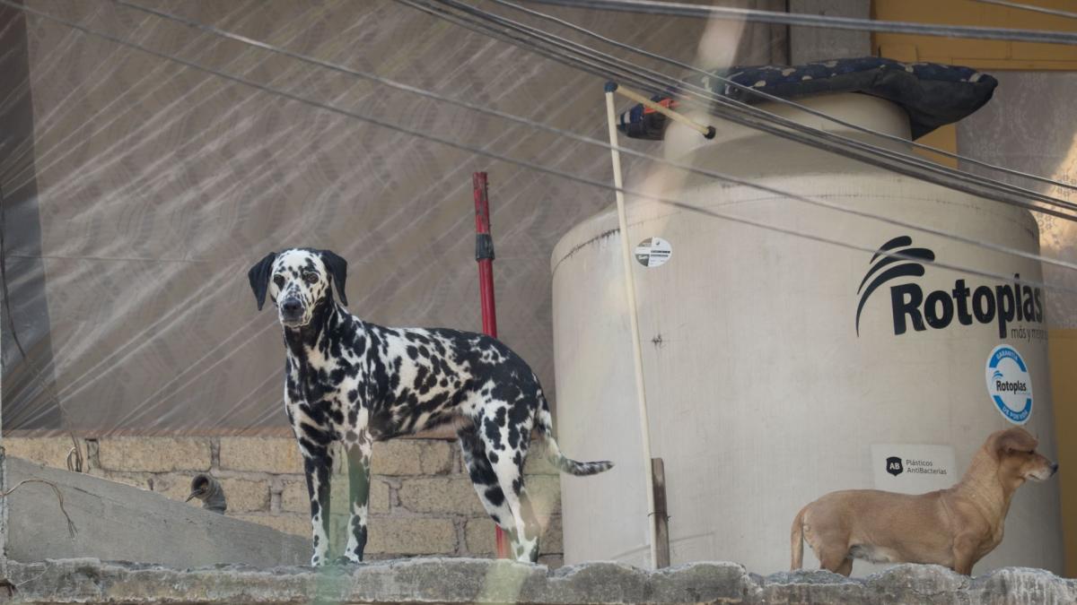 Ley de bienestar animal: Lo que debes saber si tienes un perro en casa