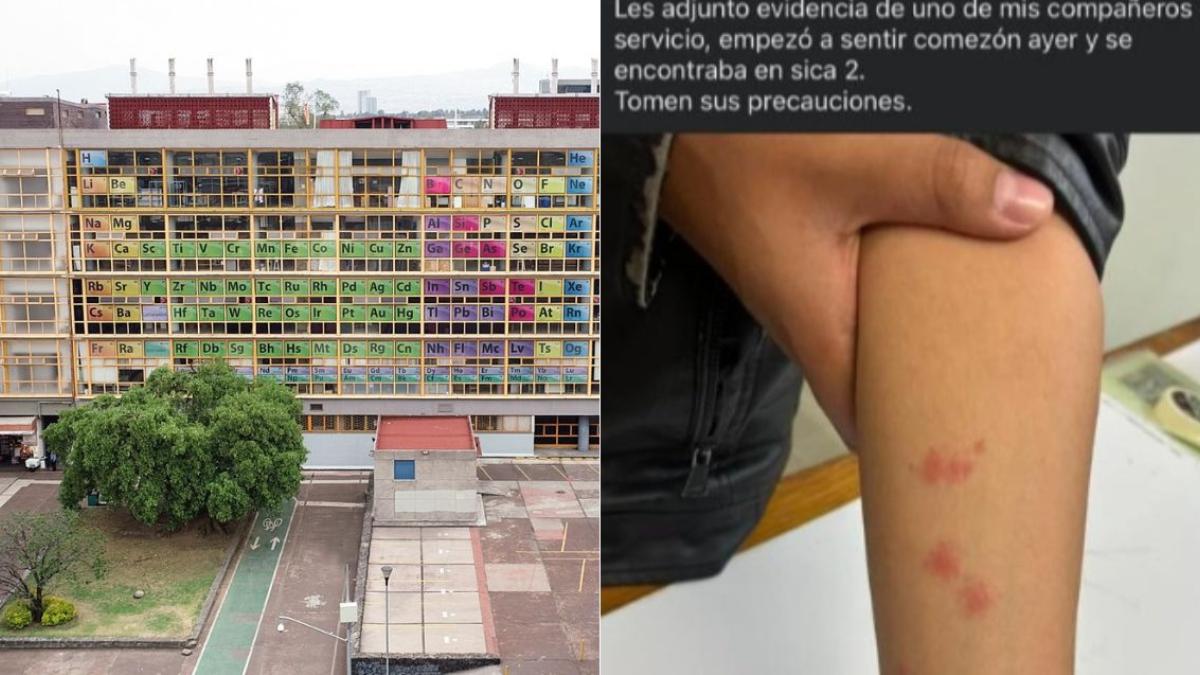 ¿Chinches en la UNAM? Reportan supuesta plaga en Facultad de Química; esto dijeron las autoridades