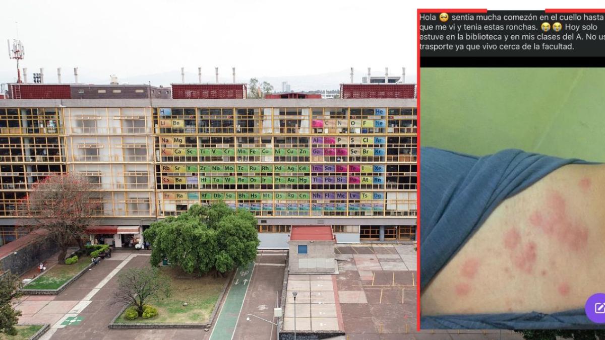 Supuesta plaga de chinches en la UNAM: Cierran la Facultad de Química hasta el 2 de octubre