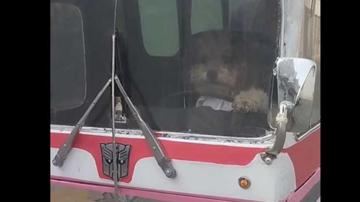 Conoce a 'Peluchín', perro camionero que enternece a usuarios de redes sociales │ VIDEO