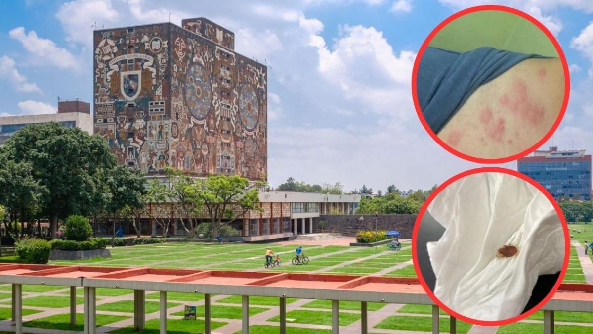 Chinches en la UNAM: ¿En cuáles planteles van a fumigar?