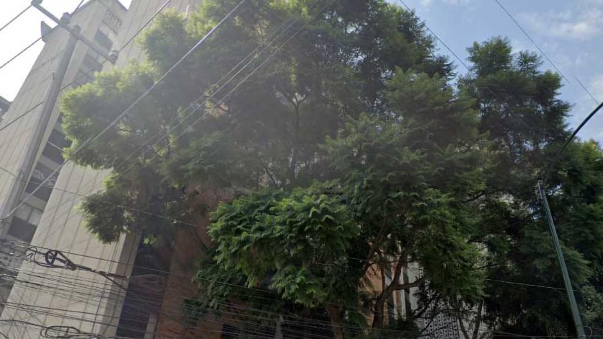 Desde la raíz: Árbol se desprende del suelo en Carmona y Valle, en la Doctores, CDMX