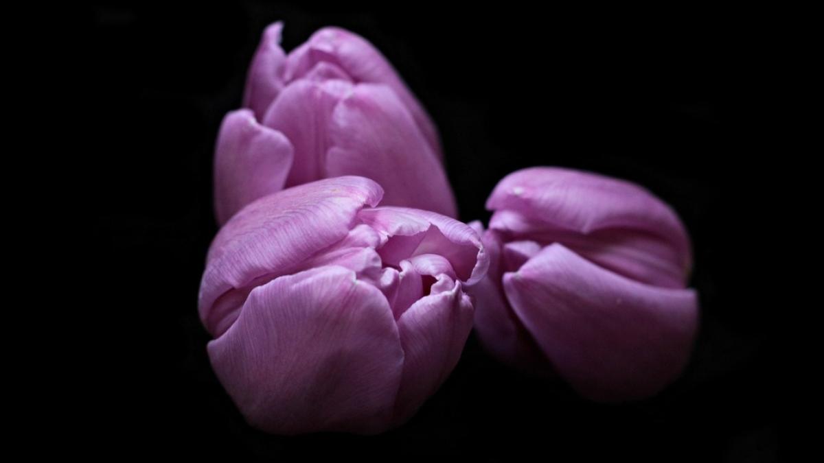 ¿Por qué se regalan flores moradas el 9 de octubre? Aquí te decimos