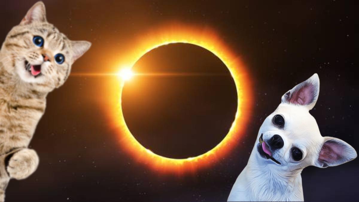 ¿Es cierto que el eclipse solar 2023 afecta a los animales? Esto responde la UNAM