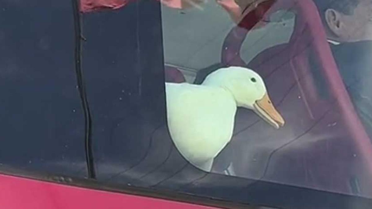 Pato que viaja sentadito en el autobús cautiva a las redes sociales │ VIDEO