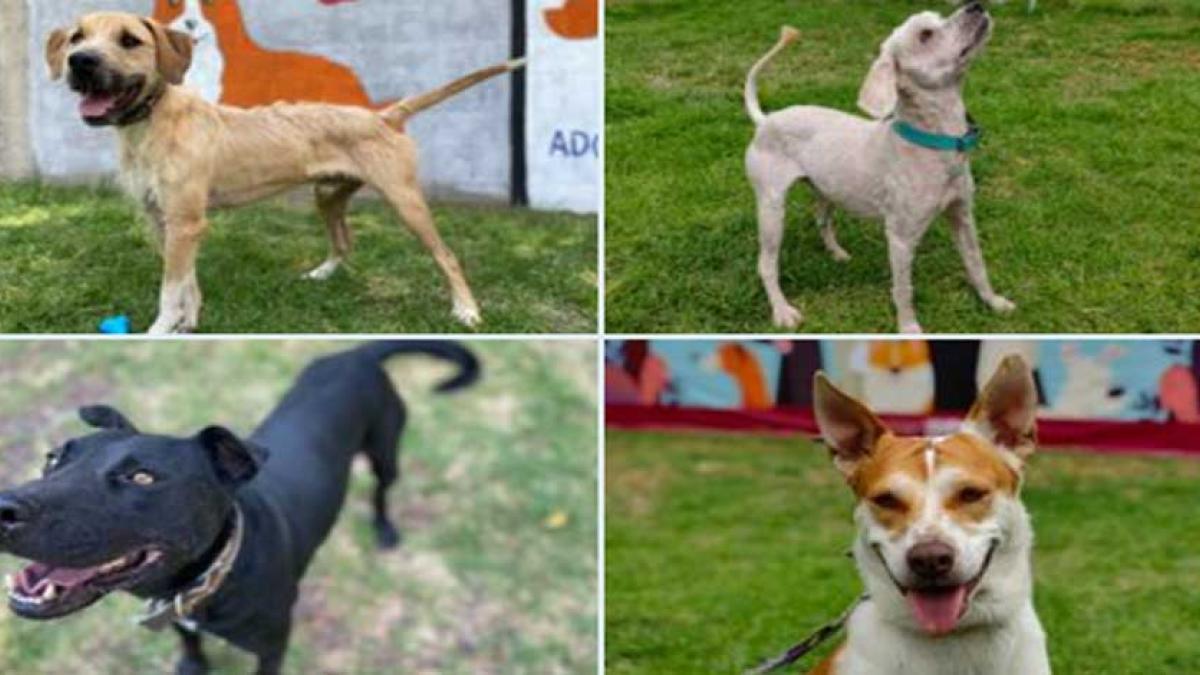 Croquetón 2023: ¿Cuándo y dónde es el evento para los perritos rescatados en el Metro CDMX?