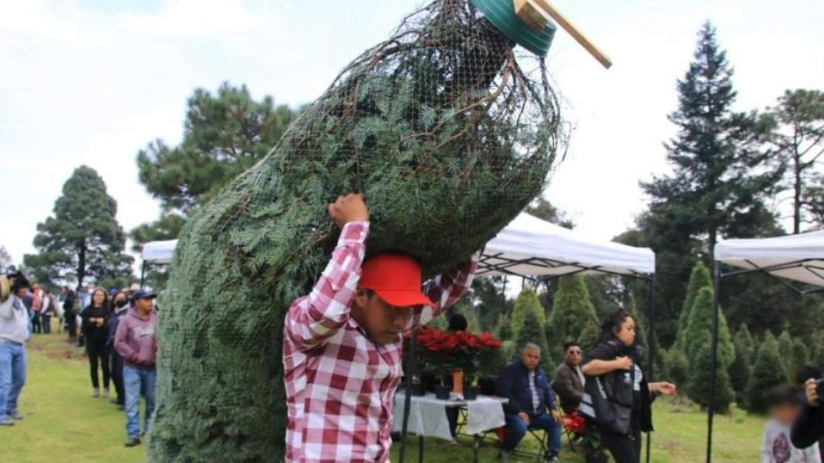 Tlalpan, listo para venta de árboles de Navidad y flor de Nochebuena