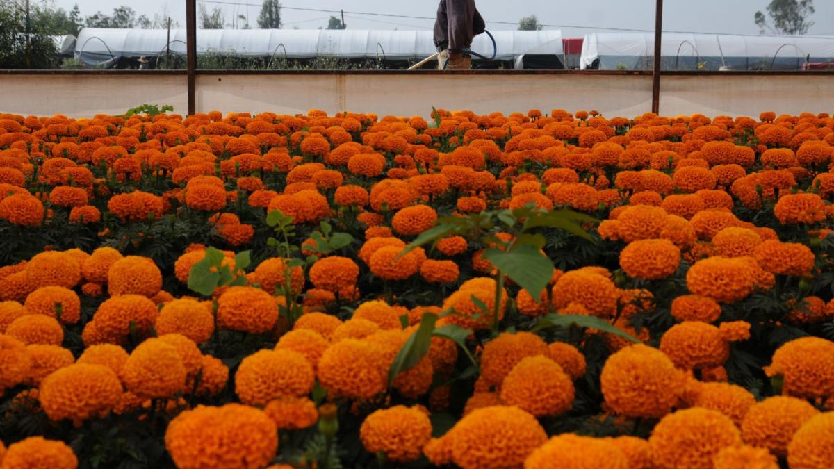 ¡No las tires! Estos son los centros de acopio para reciclar las flores de cempasúchil en CDMX