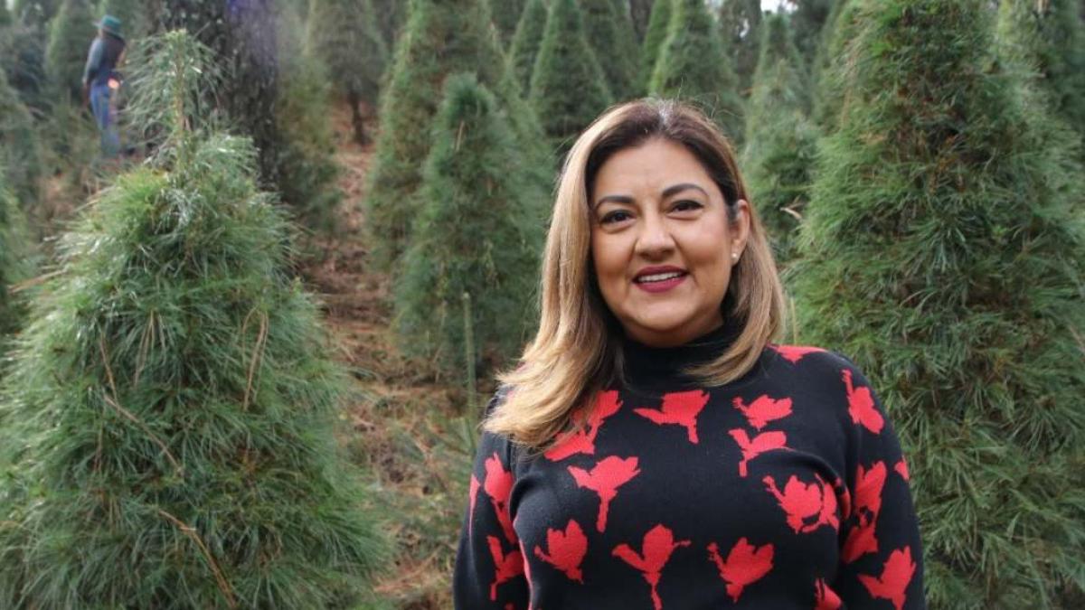 Arranca venta de pinos de Navidad y flor de Nochebuena en Tlalpan