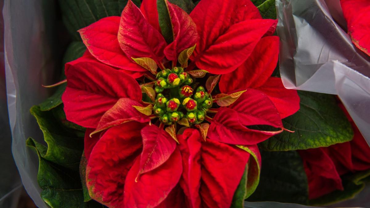 Día nacional de la nochebuena, referente de la Navidad en todo el mundo ¿Por qué se celebra el 8 de diciembre?