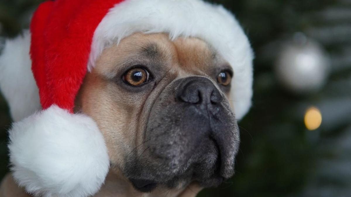 Cena Navideña: esto le puedes dar de comer a tu mascota el 25 de diciembre