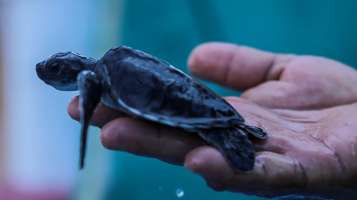 Sedena extrema cuidado a la tortuga después de Otis