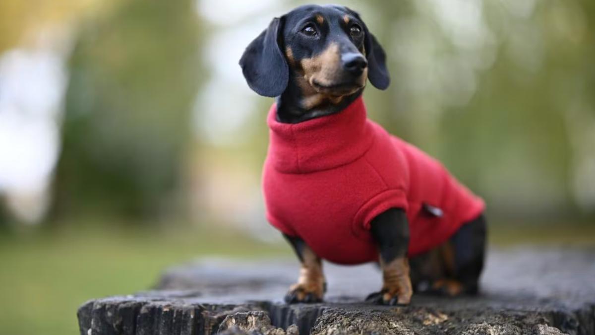 Estas son las razas de perro menos tolerantes al frío de invierno