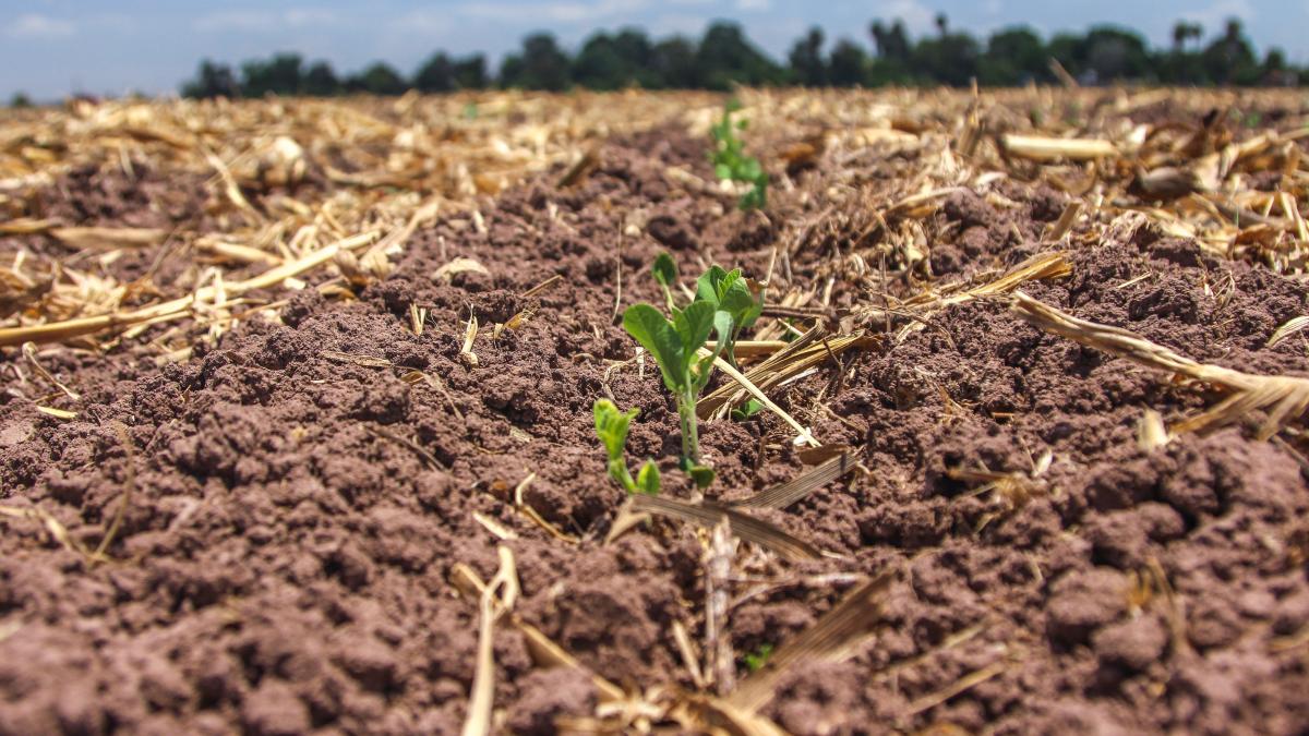 Participa secretario de Agricultura de México en la Conferencia de las Naciones Unidas sobre Cambio Climático (COP28)